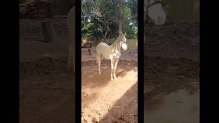 Essa é diferente das iguais🐎❤️😍🫶👏🏻👏🏻🤩😇🙏🏻🥰 [upl. by Weatherby854]