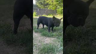 7 Week Old French Bulldog Puppies Eating Outside Smelling The Ground Sniffing Around [upl. by Nayd459]