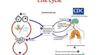 Pathogenic free living amoeba lecture [upl. by Bean]