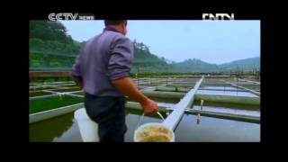 Goldfish Breeding  Documentary Journeys in Time 09042012 PART 2 OF 2 [upl. by Blinni]