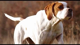 روعة تدريب جرو كلب الصيد بوانتير entrainement chien de chasse pointer 2020 [upl. by Cathe]