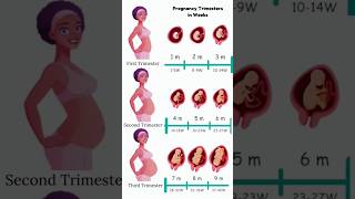 Pregnancy Trimesters in Weeks 😍🥰 embryo fetus share [upl. by Ylekalb153]