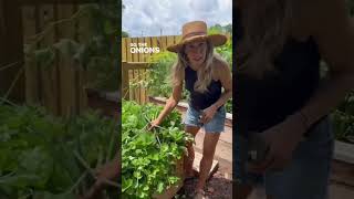 How To Keep Your Strawberries Pest Free Without Pesticides organicgardening gardeningtips [upl. by Aulea]