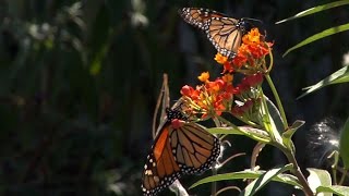 Monarchs Stop in Cape May Point on Journey to Mexico [upl. by Kallman]