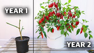 Here’s How to REGROW the Same Pepper Plant Every Year How to Overwinter Your Peppers [upl. by Yalahs]