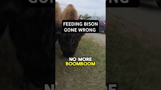 FEEDING BISON GONE WRONG [upl. by Ahsenrac]