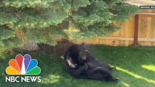 DNA Evidence Saves 500Pound Black Bear Hank The Tank From Euthanasia [upl. by Inahs]