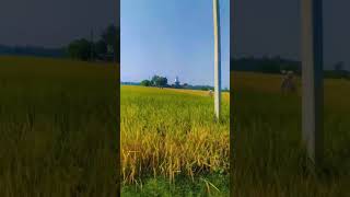 Nature vlogs ytshort video farmers lover [upl. by Sixel]