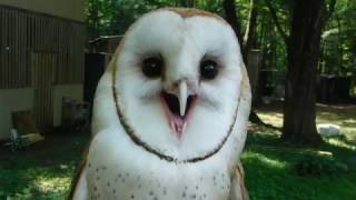 Barn Owl or Feather Banshee [upl. by David]