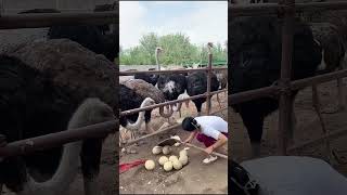 See how to get eggs from ostriches up close😦 🦃 [upl. by Mages]