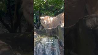 Mexican Wolf  mexican wolf cleveland zoo ohio usa animals gray arizona new mexico [upl. by Yekcir]