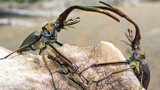 Stag Beetle Throws Girlfriend Out Of Tree  Life  BBC Earth [upl. by Ozne]