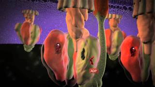 Molecular Machines  ATP Synthase The power plant of the cell [upl. by Rudman]