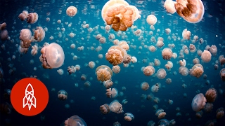 Swim Safely with Thousands of Jellyfish [upl. by Saxon]