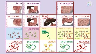 Digestión química [upl. by Weidner549]