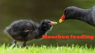 Moorhens and chicks feeding [upl. by Rhoades]