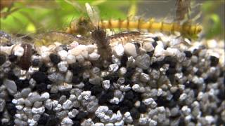 Asellus aquaticus female with eggs waterlouse aquatic sowbug sharp closeup [upl. by Hermione]