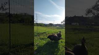 Curious domestic guinea fowls 😀 [upl. by Yznel]