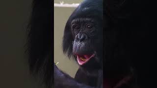 Chimpanzees The Ultimate Problem Solvers [upl. by Brandyn]