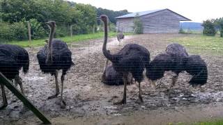 Struthio Camelus  Ostriches [upl. by Ellette]