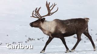 Reindeer Caribou Sounds [upl. by Faro]