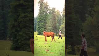 horse trading and greenery yt nature explorethebeautyofnature ytshorts love short [upl. by Atteselrahc715]