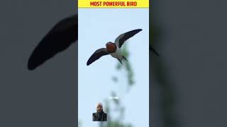 Most powerful birds🐦 birds slabfacts factsinhindi amazingfacts randomfacts interestingfacts [upl. by Neelrahc]