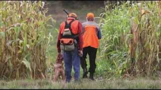 Pheasant Hunting Luckiamute Valley Oregon [upl. by Whitten]