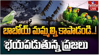 LIVE  అర్జెంటీనాలో చిలుకల దండయాత్ర  Argentine Town Battles Parrots Invasion  hmtv [upl. by Corley]