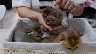 Des chatons si mignons jouent avec de nouveaux jouets [upl. by Thayne]