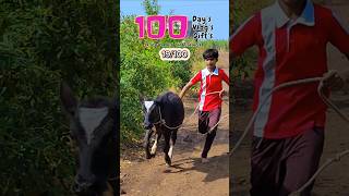 19100 Gay ka BachaMunna Dodne laga hai dailyminivlog 100daysoflife villagelife bailpola [upl. by Acisey]