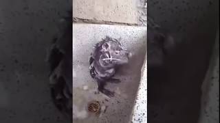 Rat taking a bath like human  Mouse taking a shower with soap ORIGINAL [upl. by Ayoj]