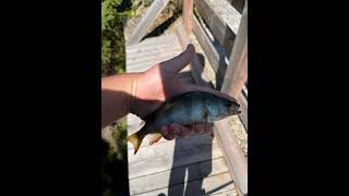 Facts about the perch and the pike fishing pikefishing fish [upl. by Fugazy]