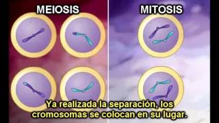 Diferencias entre MITOSIS y MIEOSIS con subtítulos  EDUpunto [upl. by Yllac]