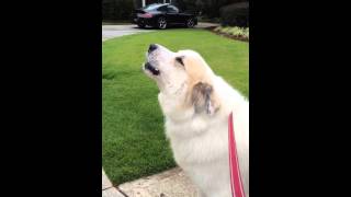 Great Pyrenees quotBrucequot Howling [upl. by Eldrida]