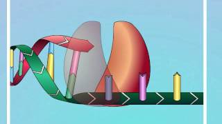 HIV Mechanisms of Action of NRTIs [upl. by Corley]