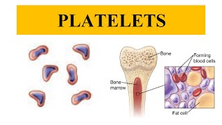 Platelets  Thrombocytes  Functions of Platelets [upl. by Harutak]