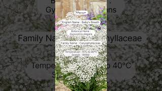 A study review of gypsophila flowers horticulture sweetgarden flowertypes garden [upl. by Melba]