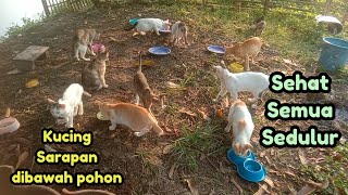 Sabar nungguKucing kebun Sarapan bersama di bawah pohon saat mentari bersinar [upl. by Nivra]