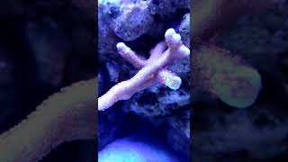 Montipora digitata time lapse [upl. by Home129]