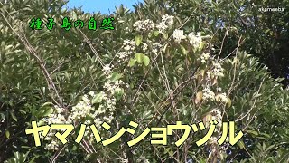 ヤマハンショウヅル 冬の雑木林で茎の葉腋に花序を出し白い花を多数咲かせた開花風景令和3年～種子島の自然 [upl. by Eldrida]