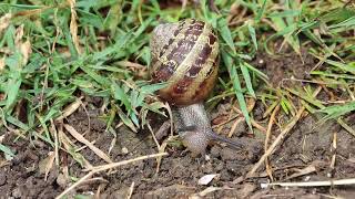 Snail in the grass [upl. by Sonnnie]