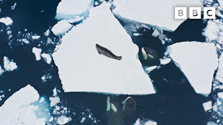 Incredible Orca Hunt  Frozen Planet II  BBC Earth [upl. by Latsyrc]