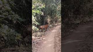 This morning bajirao male 🐯 rukhad buffer tiger shorts shortvideo close encounters 😱9131161090 [upl. by Dehnel]