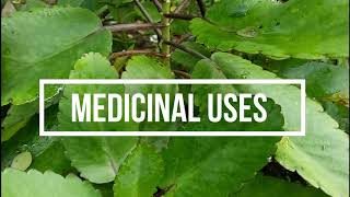 Katakataka Miracle Leaves Traditional Medicinal Uses  Shamae Lopez [upl. by Ishmael]