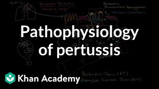 Pathophysiology of pertussis  Respiratory system diseases  NCLEXRN  Khan Academy [upl. by Gerdy]