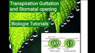 TRANSPIRATION AND STOMATAL OPENINGPLANT PHYSIOLOGY CSIRNET JRF LIFESCIENCE BiologieTutorials [upl. by Hayidah]