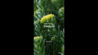 Herb Wisdom  Rhodiola [upl. by Reinhard]