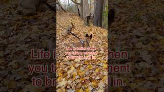 Fall Beauty lovers 🍁❤️🐶 frenchies dog frenchbulldog fall autumn [upl. by Adnohrahs24]