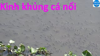 Hiện Tượng Lạ Cá nổi Đầy Sông Ở Kiên Giang mọi người đi vớt cá về ăn fish [upl. by Orbadiah]